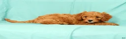 Cavapoo dogs for sale: Peanut - Ad 4