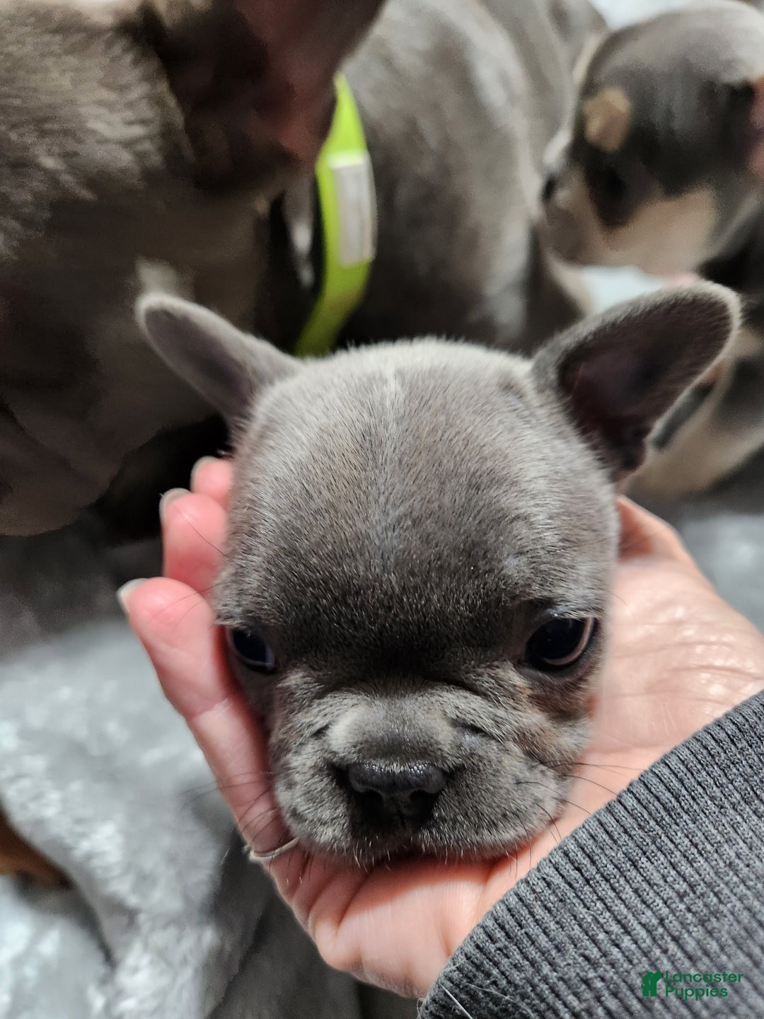 French Bulldog dogs for sale: French Bulldog Edith  - Ad 4