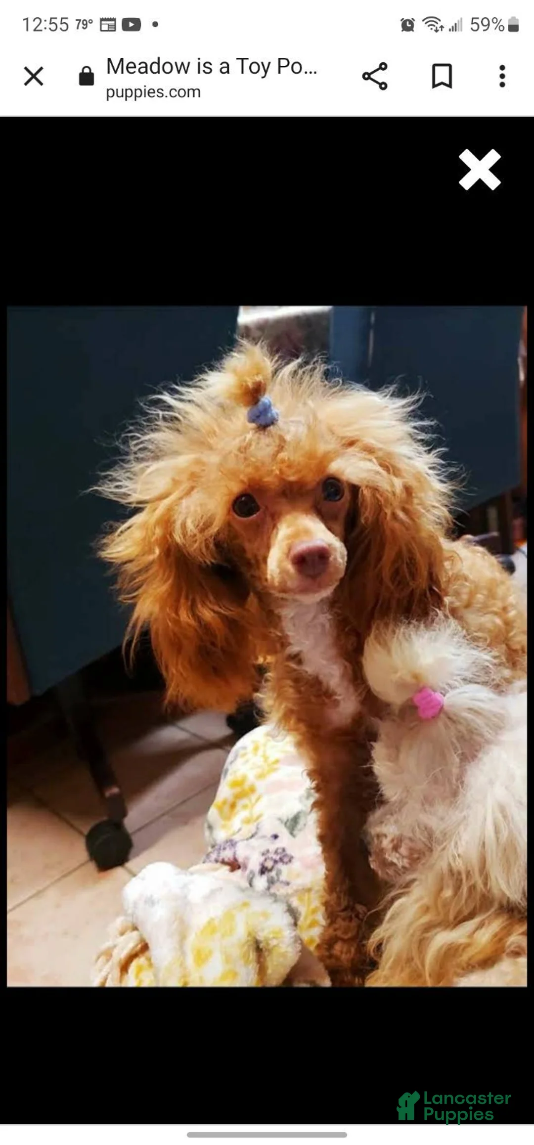 Yorkiepoo dogs for sale: Yorkiepoo 6 - Ad 5