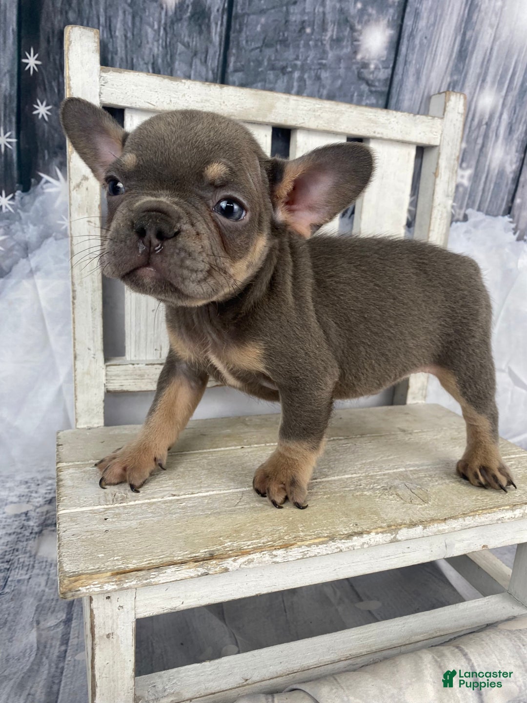 French Bulldog dogs for sale: Hunter - Ad 3