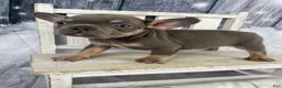 French Bulldog dogs for sale: Hunter - Ad 8