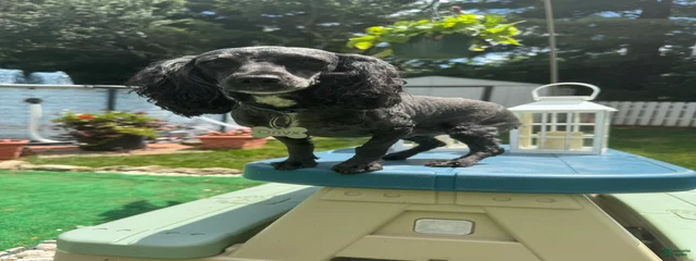 Onyx