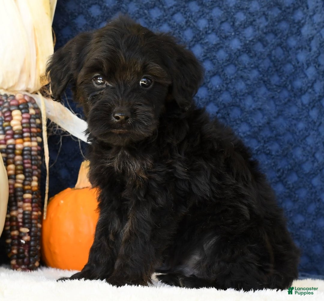 Yorkiepoo dogs for sale: Randy - Ad 7