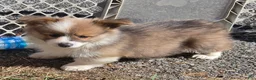 Welsh Corgi Pembroke dogs for sale: Dazzling Danny - Ad 7