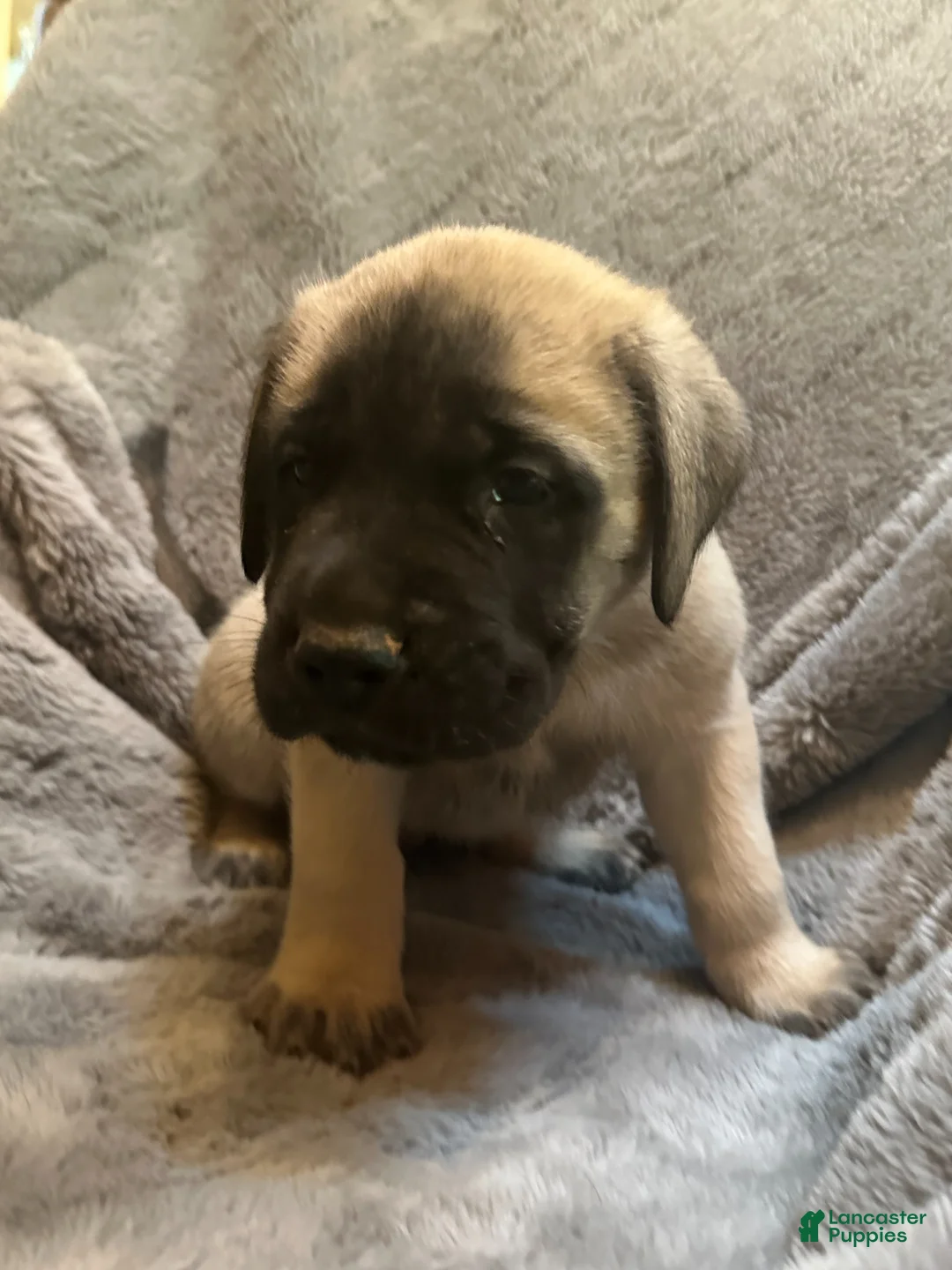 English Mastiff dogs for sale: English Mastiff Puppy 8 - Ad 2