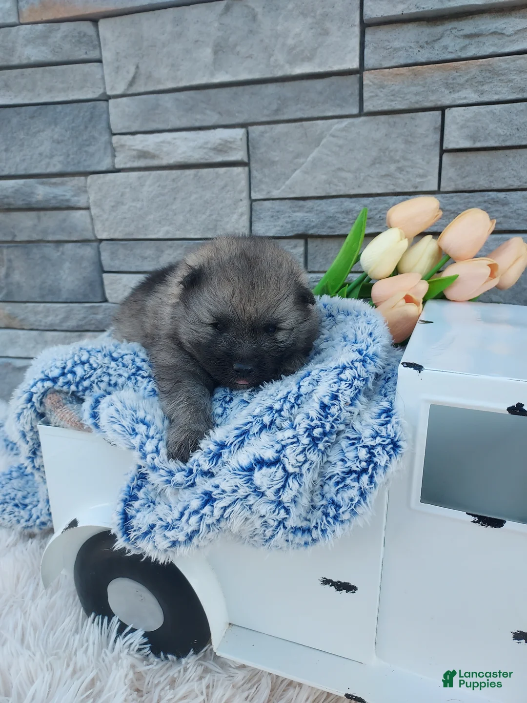 Keeshond dogs for sale: Austin - Ad 2