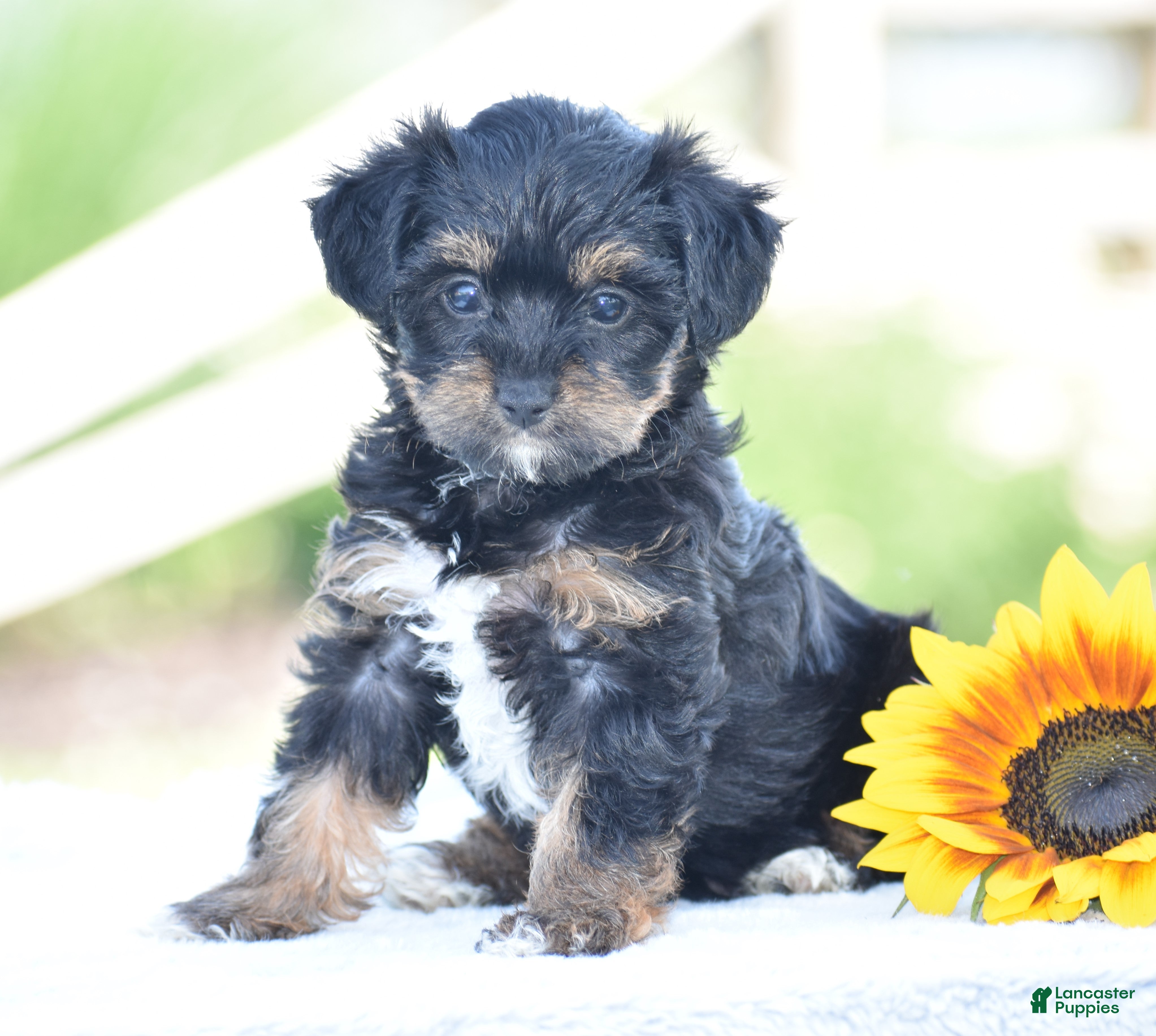 Yorkiepoo dogs Aimee - Ad 1
