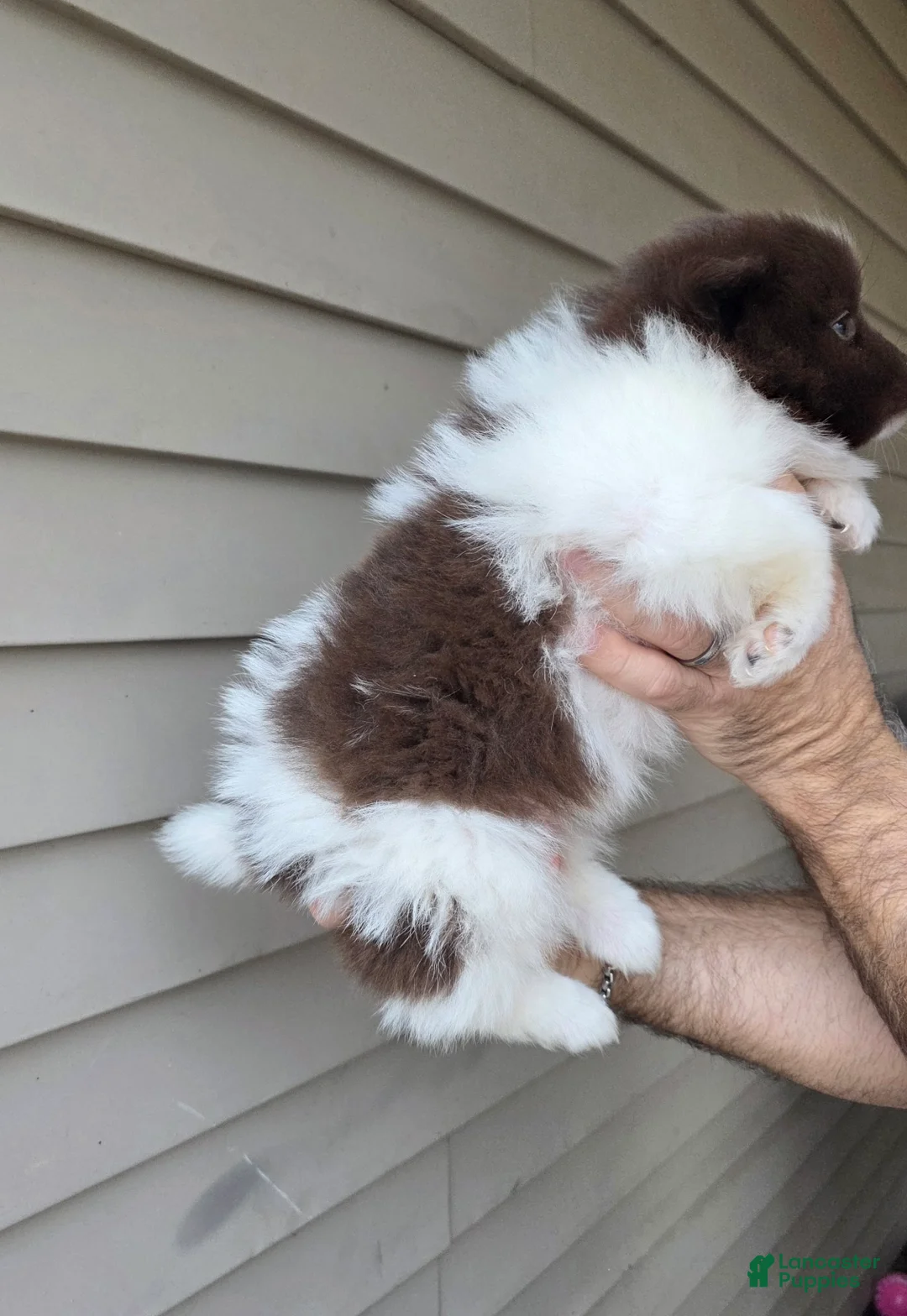 Pomeranian dogs for sale: Jerry  - Ad 3