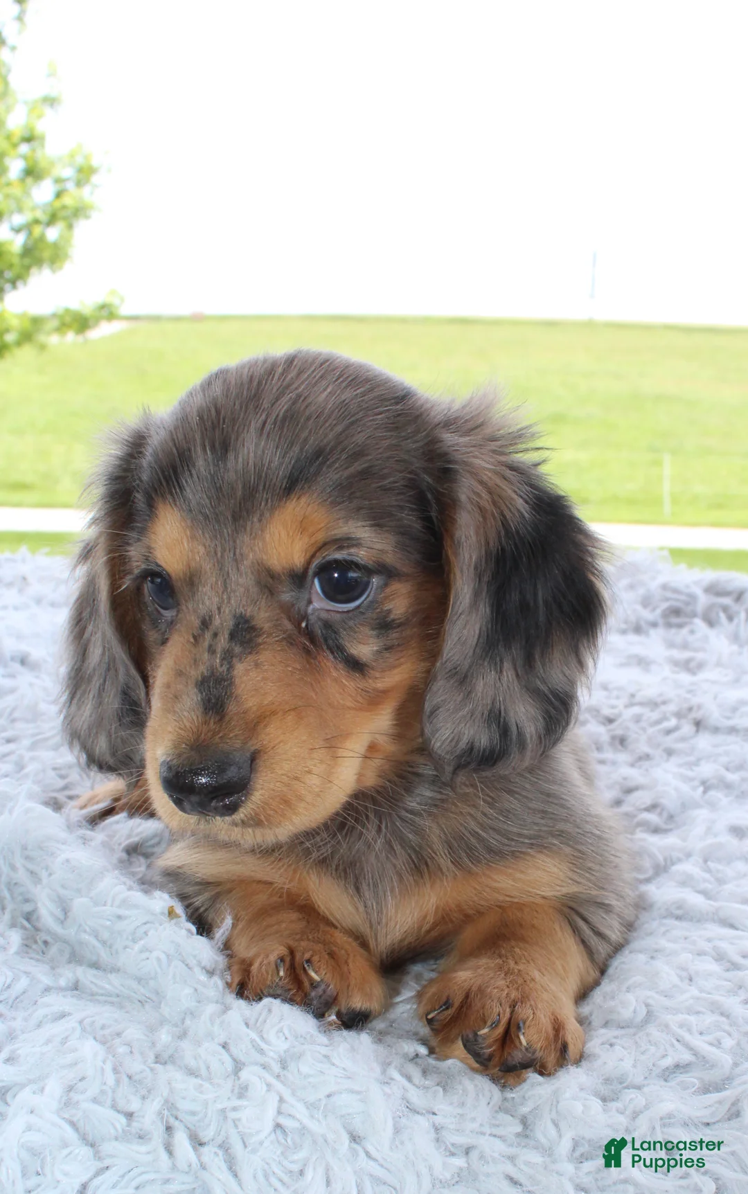 Miniature Dachshund dogs for sale: Miniature Dachshund 1 - Ad 2