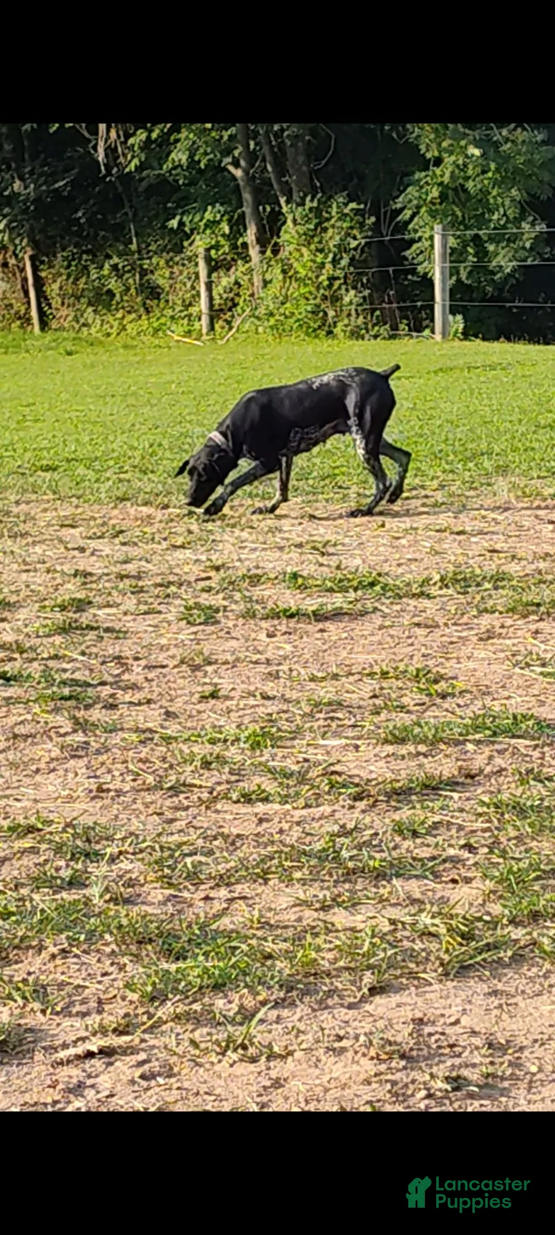 German Shorthaired Pointer dogs for sale: German Shorthaired Pointer 1 - Ad 9