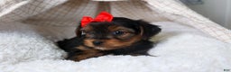 Yorkshire Terrier dogs for sale: CODY - Ad 8