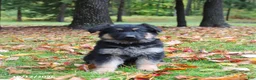 German Shepherd dogs for sale: Cocoa - Ad 3