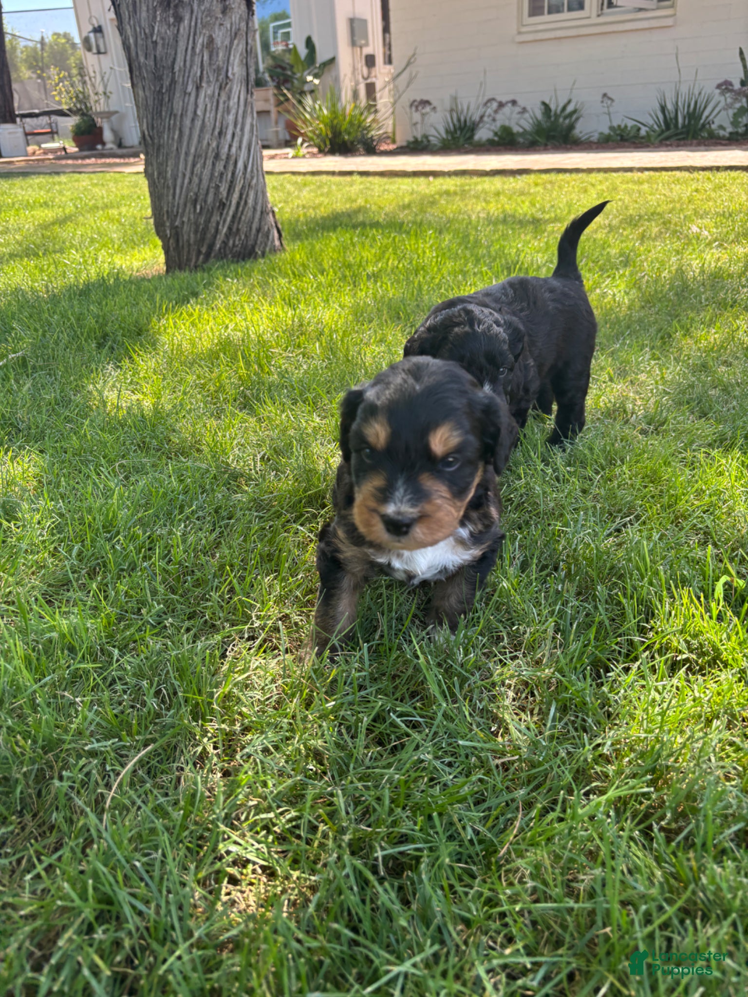 Aussiedoodle dogs Truffles - Ad 5