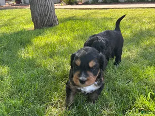 Aussiedoodle dogs Truffles - Ad 5