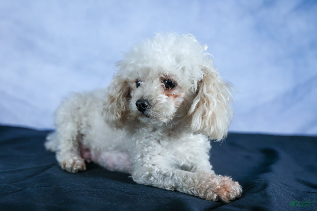 Chipoo dogs for sale: Kisses - Ad 23