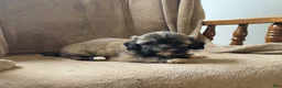 Shih Tzu dogs for sale: Caya - Ad 10