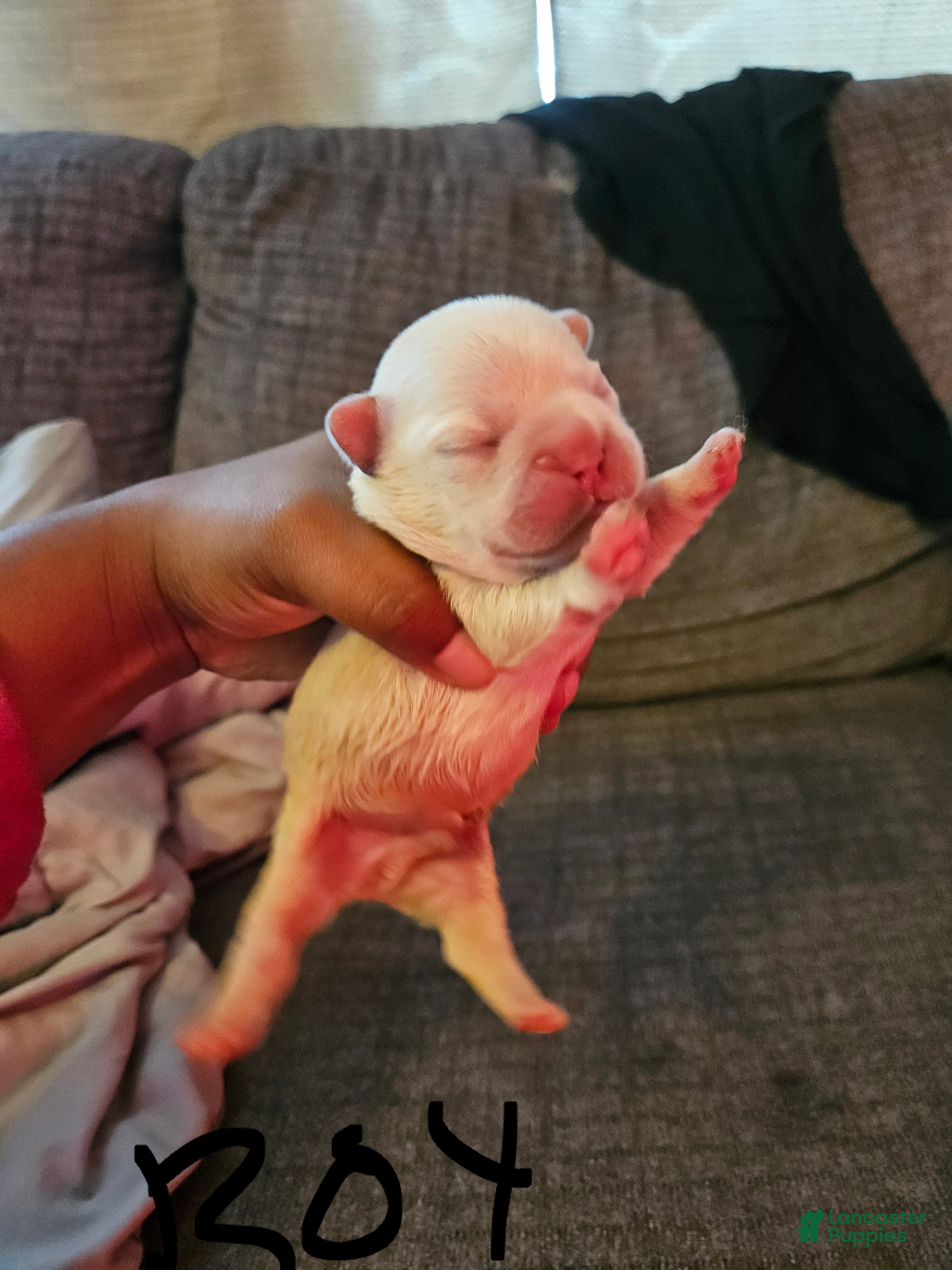 French Bulldog dogs French Bulldog 1 - Ad 41