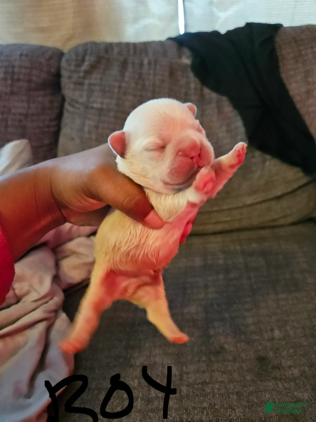 French Bulldog dogs for sale: French Bulldog 1 - Ad 1