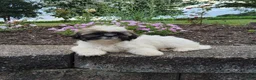 Shih Tzu dogs for sale: Amber - Ad 10