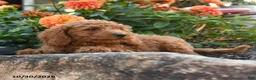 Mini Goldendoodle dogs for sale: Lloyd - Ad 4