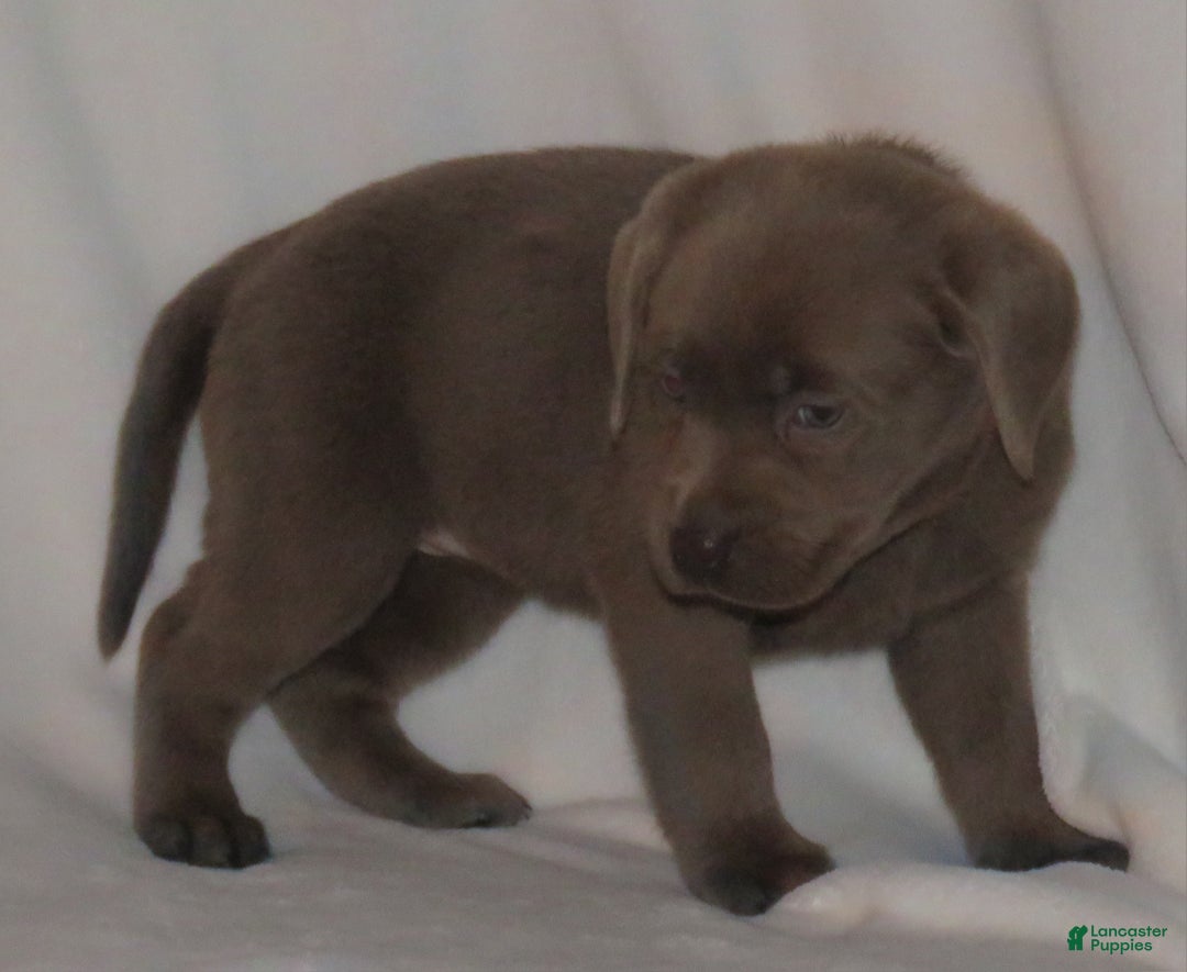 Labrador Retriever dogs for sale: Maya - Ad 2