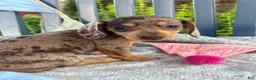 Miniature Dachshund dogs for sale: Theodora - Ad 15