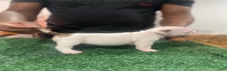 American Bully dogs for sale: American Bully Puppy 6 - Ad 4