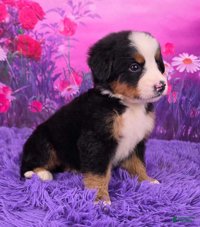 Bernese Mountain Dog dogs Daisy - Ad 2