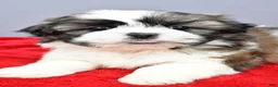 Shih Tzu dogs for sale: Rocket - Ad 5