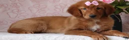 Golden Retriever dogs for sale: Golden Retriever 2 - Ad 2