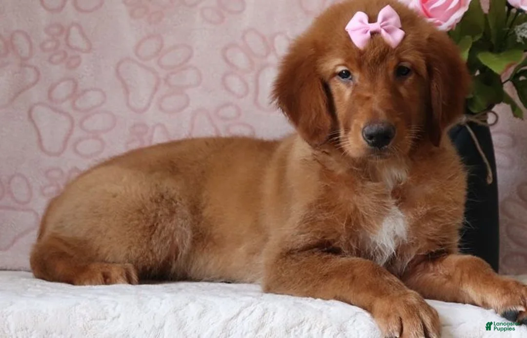 Golden Retriever dogs for sale: Golden Retriever 2 - Ad 2