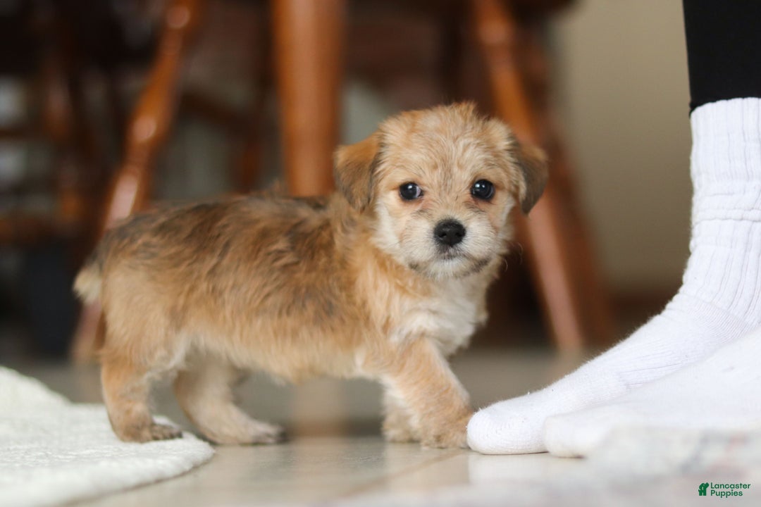 Morkie dogs for sale: Ina - Ad 13