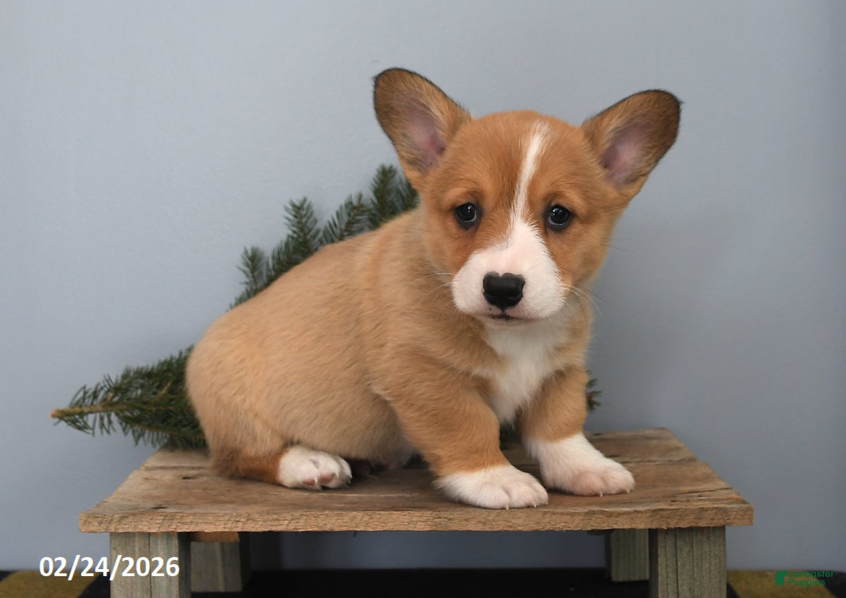 Welsh Corgi Pembroke dogs for sale: Russel - Ad 1