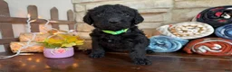 Labradoodle dogs for sale: Jan (Girl) - Ad 3