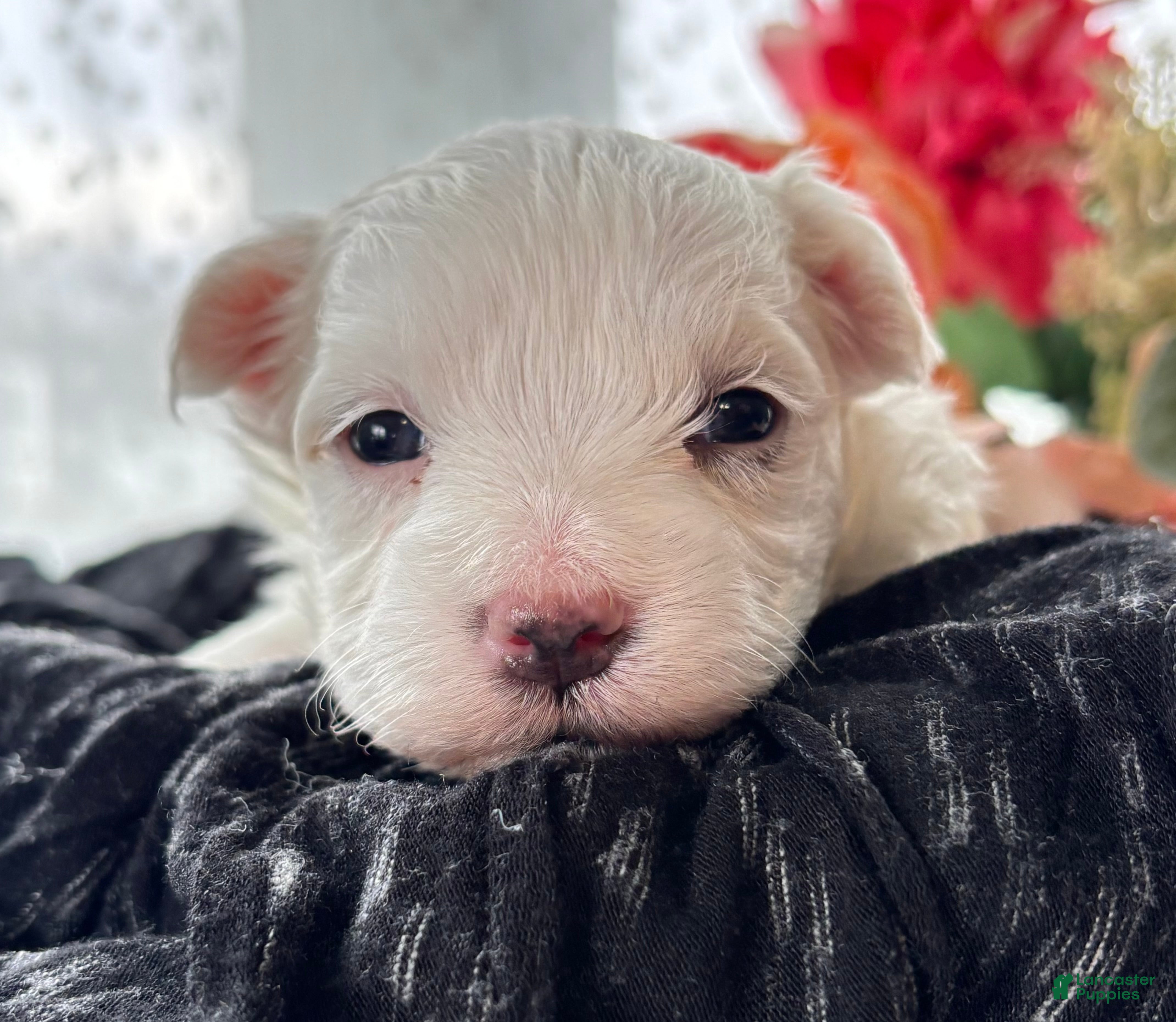 Morkie dogs Zaki - Ad 2