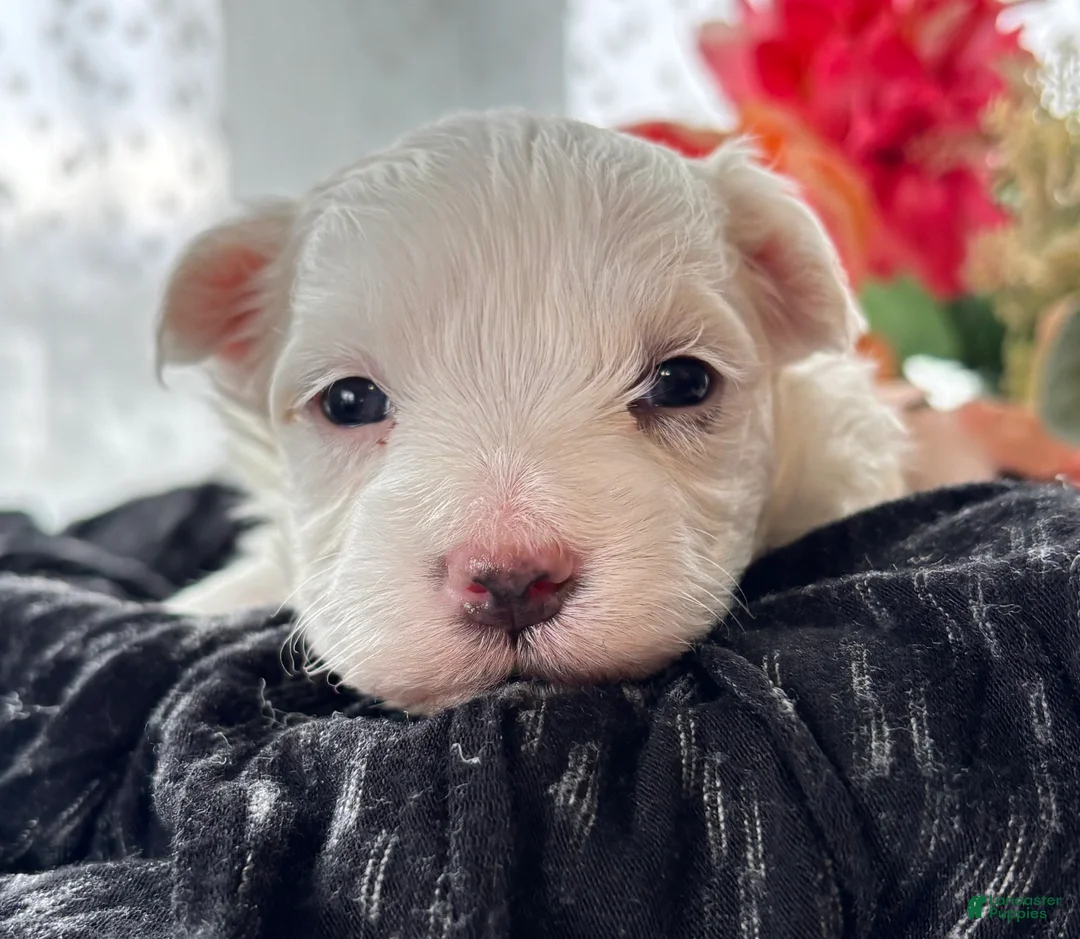 Morkie dogs for sale: Zaki - Ad 2