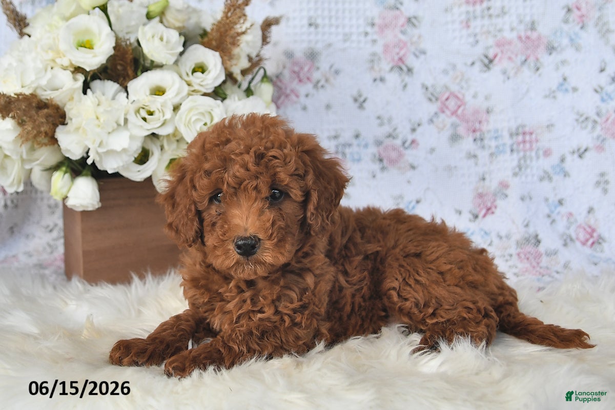 Mini Goldendoodle dogs Mo - Ad 1