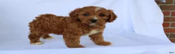 Cavapoo dogs for sale: Sam - Ad 9