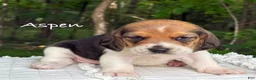 Beagle dogs for sale: Aspen - Ad 1