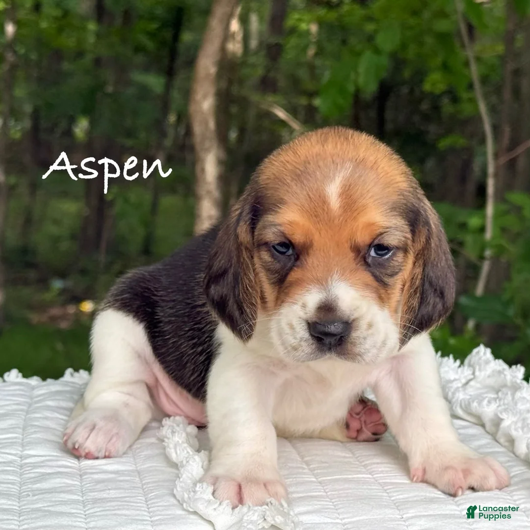 Beagle dogs for sale: Aspen - Ad 1