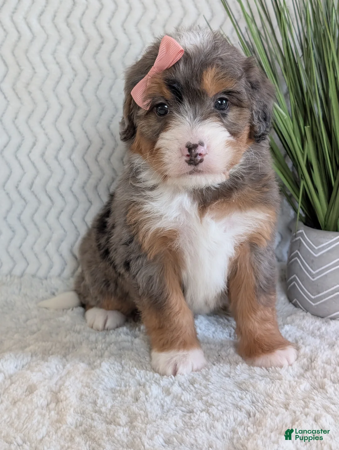 Mini Bernedoodle dogs for sale: Mini Poppy  - Ad 13