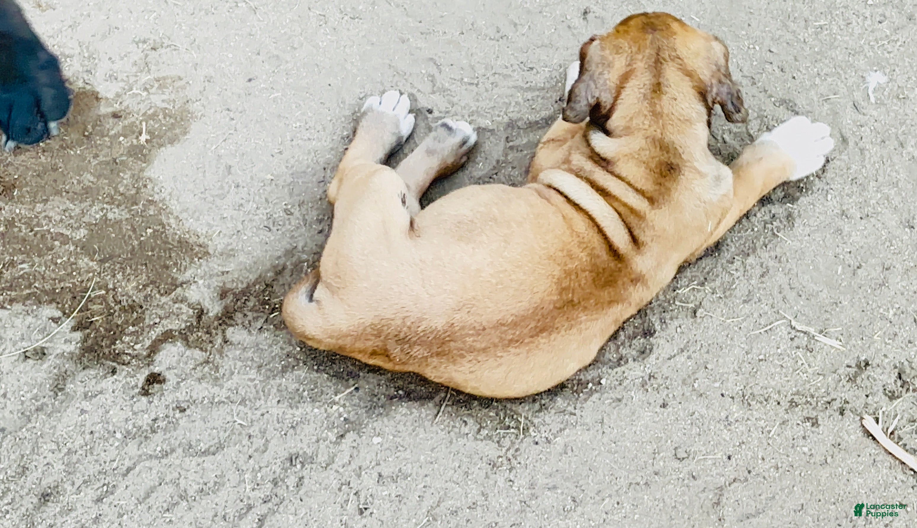 Cane Corso dogs Cane Corso Puppy 5 - Ad 2