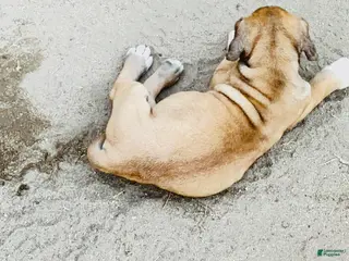 Cane Corso dogs Cane Corso Puppy 5 - Ad 6