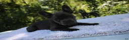 French Bulldog dogs for sale: CAMILLA-FLUFFY CARRIER (bottle baby) - Ad 4