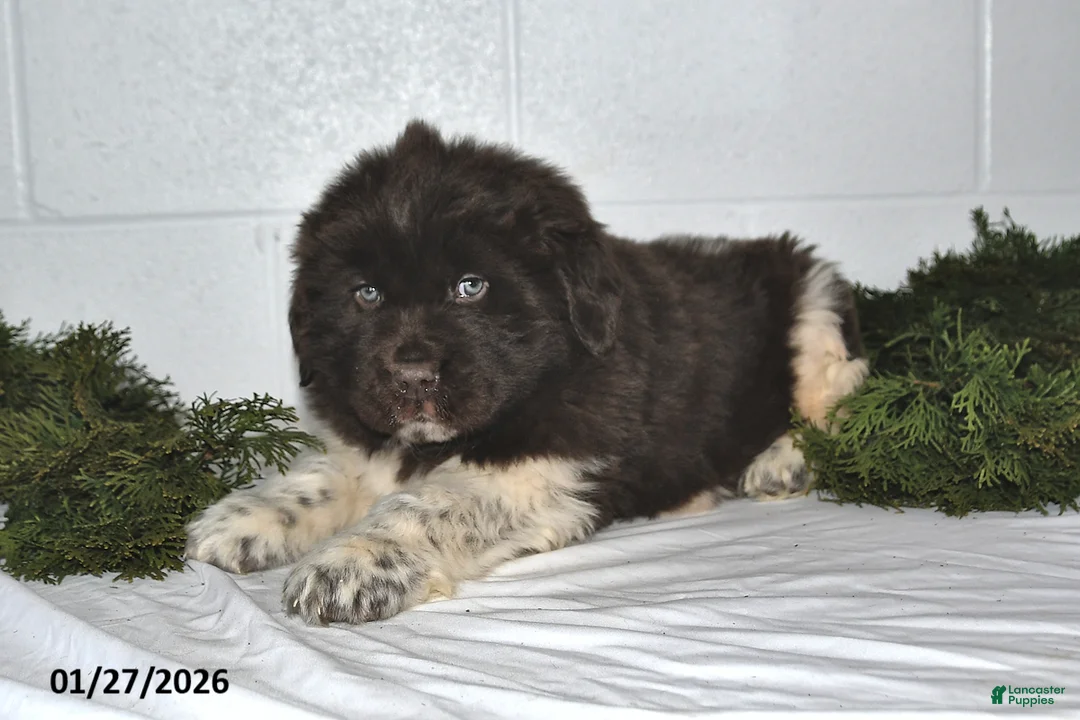 Newfoundland dogs for sale: Nacho - Ad 4