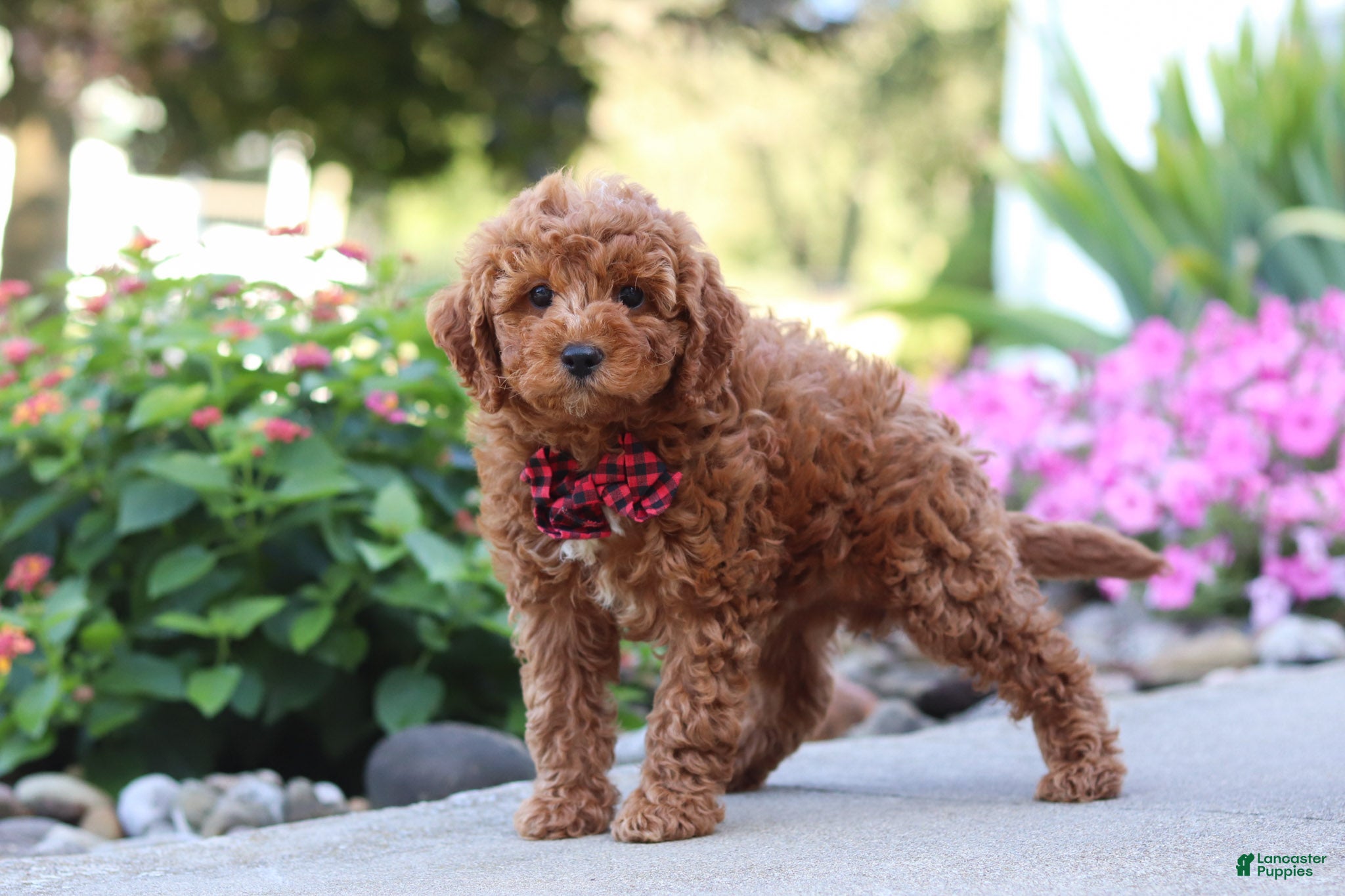 Cavapoo dogs Jordan - Ad 2