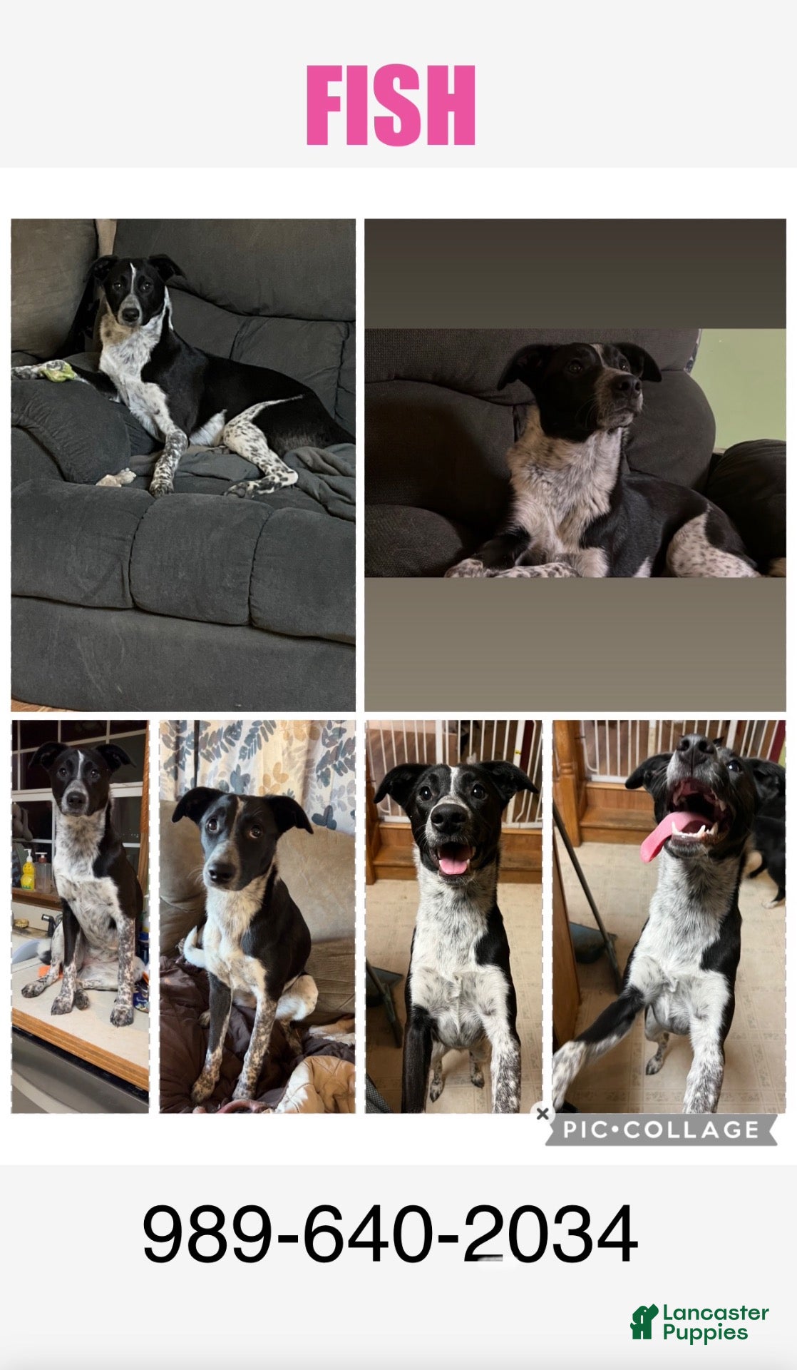 Border Collie dogs Fish - Ad 11