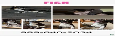 Fish