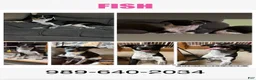 Border Collie dogs for sale: Fish - Ad 1