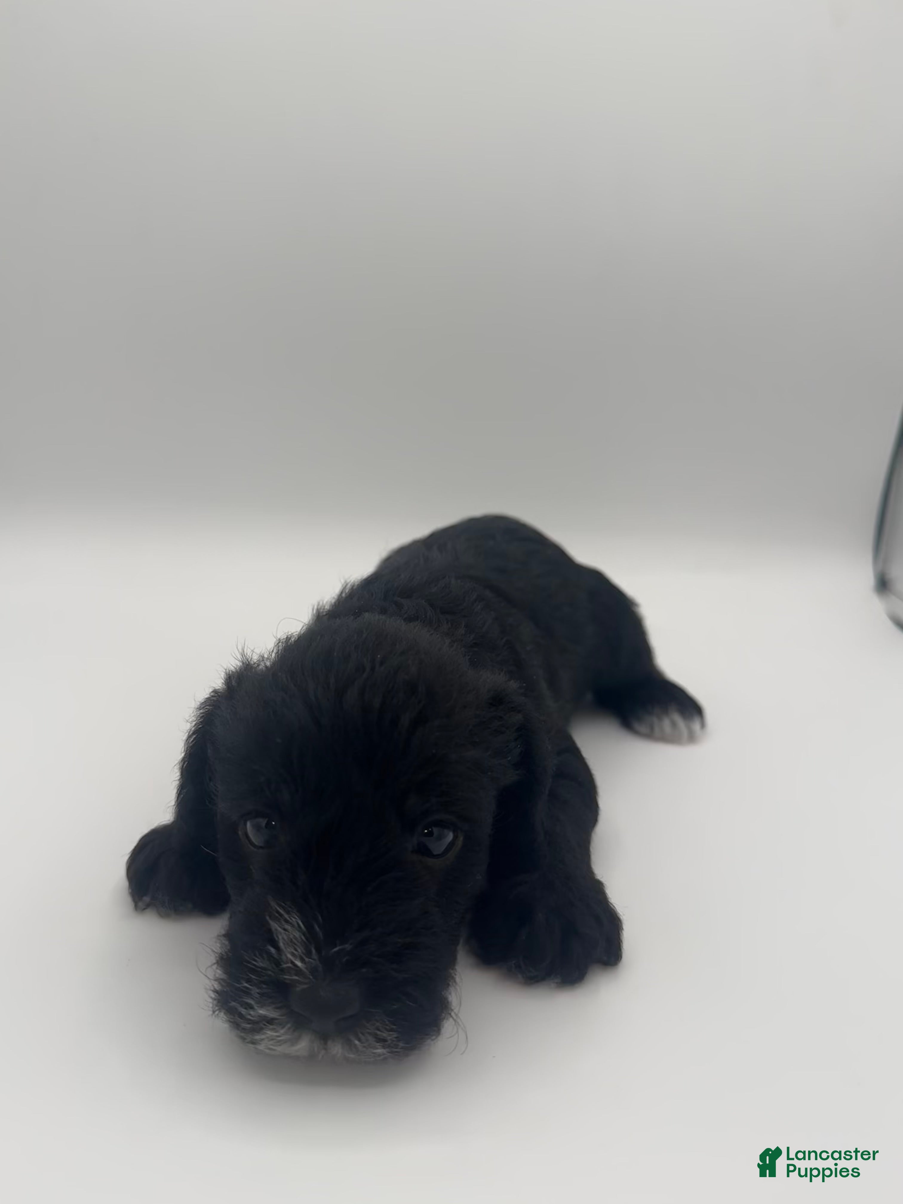 Schnoodle dogs Schnoodle 2 - Ad 28